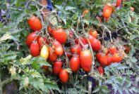 Tomato Silver Spruce: recenzije, fotografije, opis i opis sorte