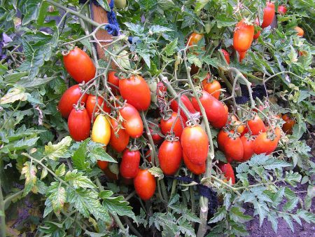 Tomato Silver Spruce: reviews, photos, description and description of the variety