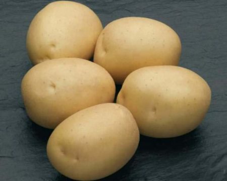 Potato Natasha: variety description, photos, reviews