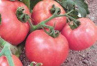 Tomato Pink Miracle: recenzije, karakteristike i opis sorte