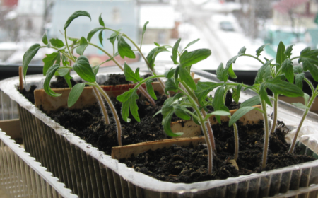 Favorable days for a dive of tomatoes in April 2017