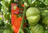 Koliba Tomato Puzata: recenzije, fotografije, prinos, karakteristike i opis sorte