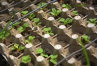 radishes in egg cells