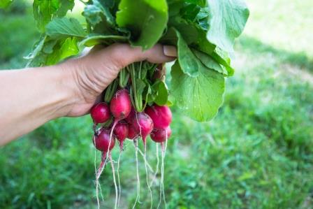 radish
