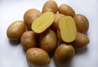 Potato Impala: description and characteristics of the variety, photo, reviews