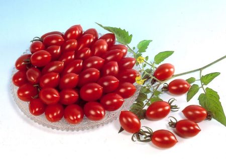 Tomato Octopus: characteristics and description of the variety, reviews, photos, who planted