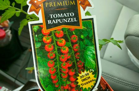 Tomatoes Rapunzel: variety description, reviews, photos, yield