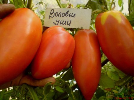Tomato Cow ears: reviews, photos, description and description of the variety