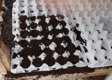 egg trays
