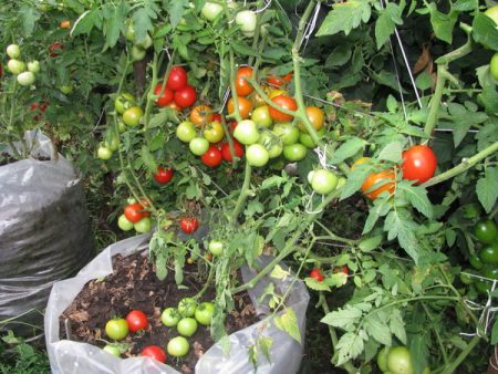 Tomato Octopus: characteristics and description of the variety, reviews, photos, who planted