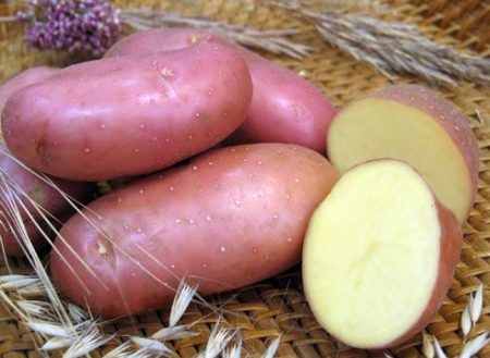 Potatoes Red Scarlet: description and characteristics of the variety, photos, reviews