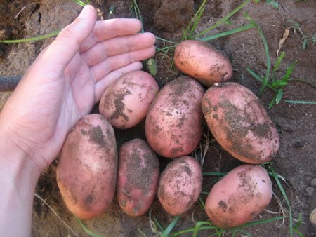 Potatoes Red Scarlet: description and characteristics of the variety, photos, reviews