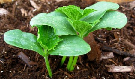 Favorable days for planting cucumbers in May 2017