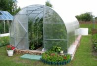 feeding cucumbers in a greenhouse