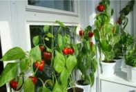 Hot peppers on the windowsill: growing