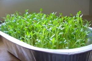 Watercress: growing on the windowsill