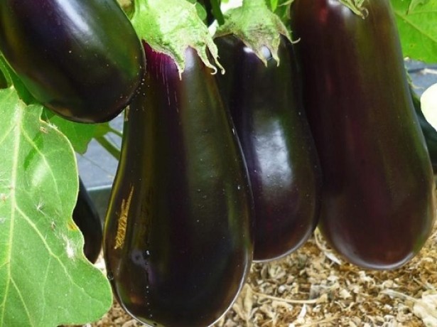 Eggplant in the garden