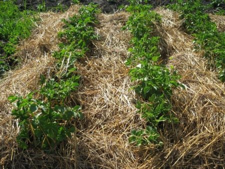 soil mulching