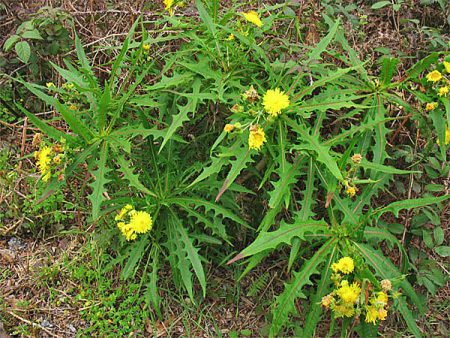 sow thistle