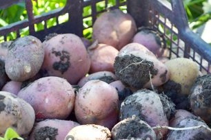 How to dig potatoes