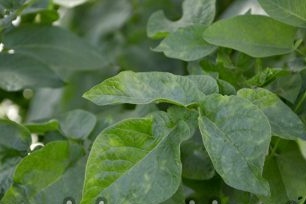 green potato tops