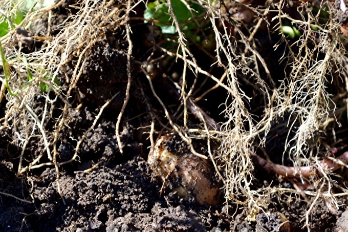 harvesting potatoes