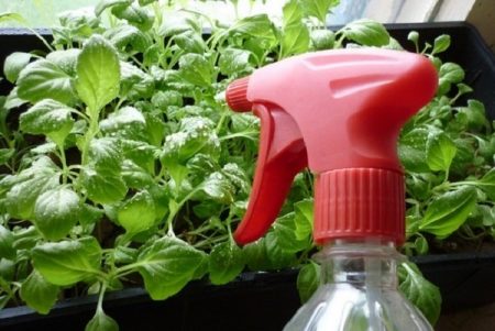 how to feed petunia