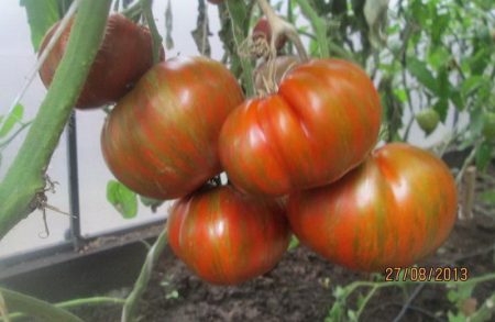 ripe tomato