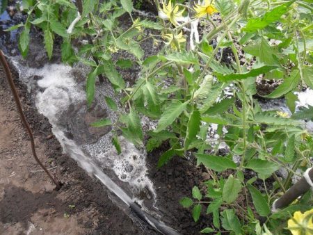 Watering flowering tomatoes