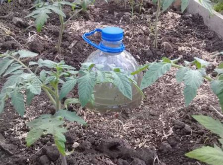 drip irrigation from plastic bottles