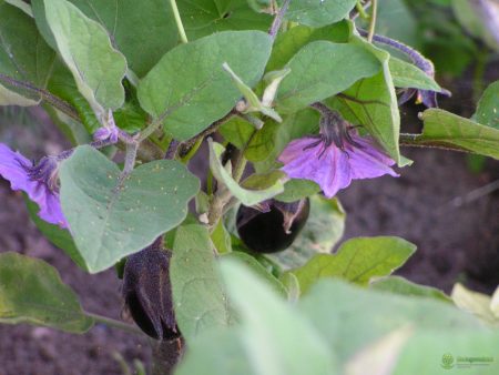 Eggplant bloom