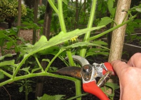 tomato care