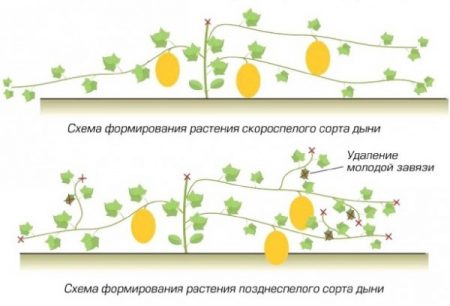 formation pattern