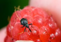maline i štetočine
