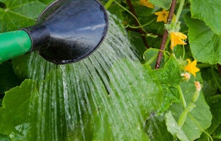watering