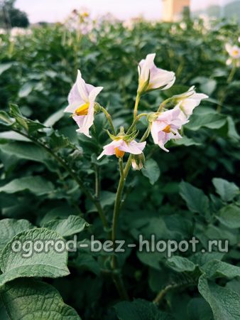 boje krumpira