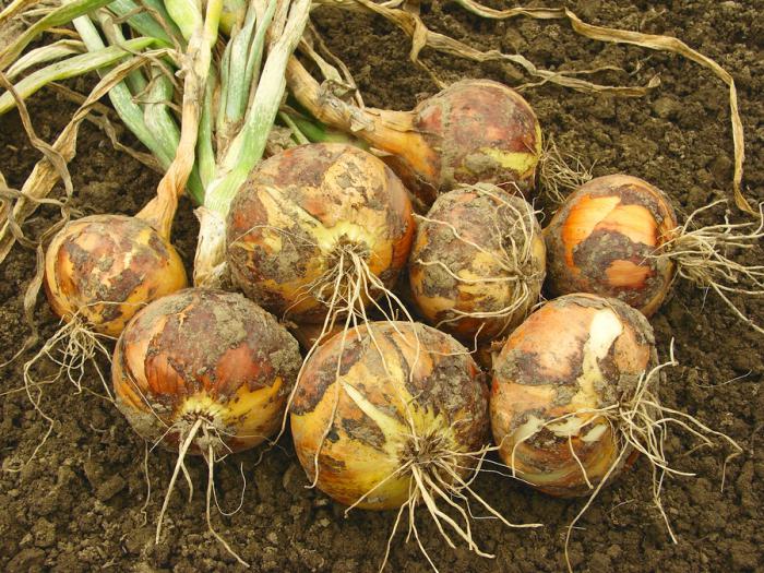 harvesting