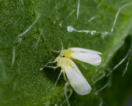 Greenhouse whitefly