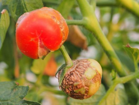 Red tomatoes rot