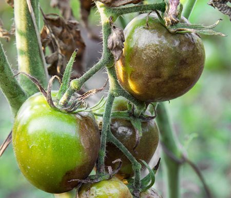 Green tomato