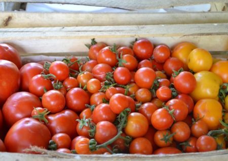 harvesting tomato
