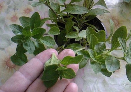 how to pinch a petunia