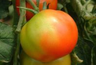 Tomato ripening