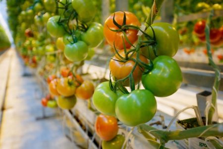Tomatoes in the greenhouse