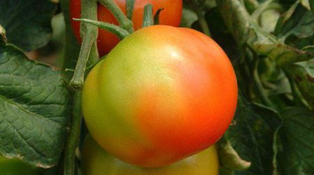 Tomato ripening