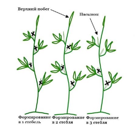 Eggplant Formation