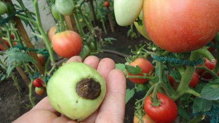 Rotting tomato