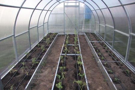 watering in a greenhouse