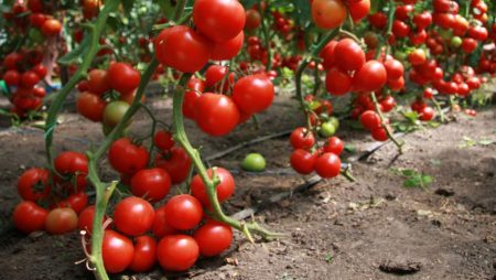 Tomato bushes