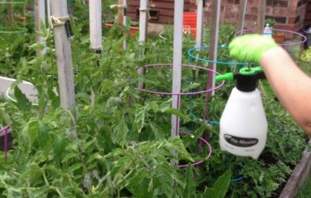 tomato processing